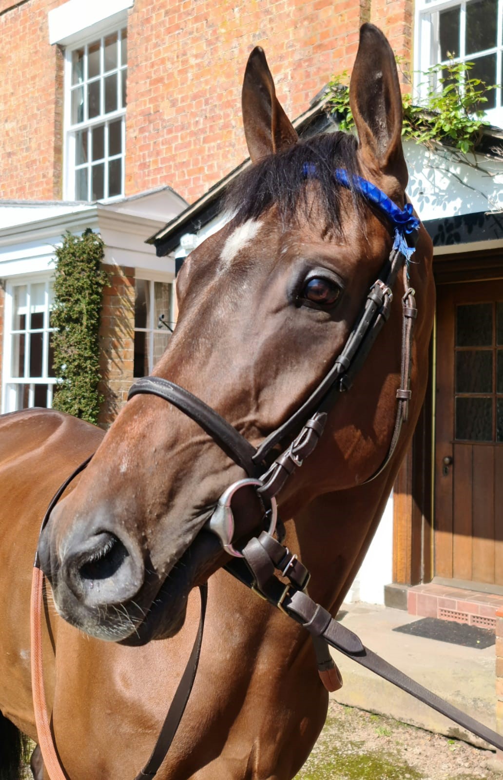 Horses For Sale » Home